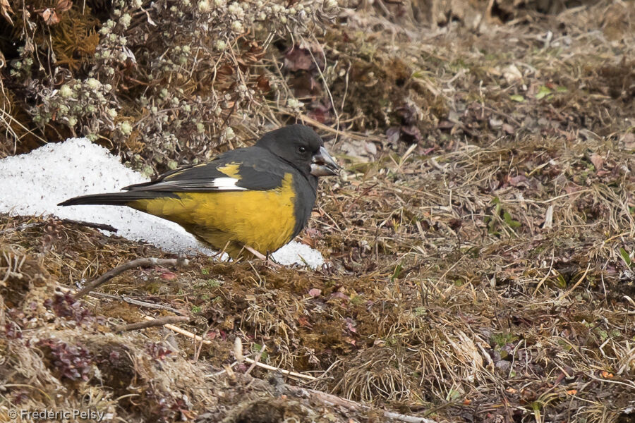 Gros-bec à ailes blanches mâle adulte