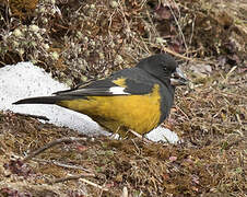 White-winged Grosbeak