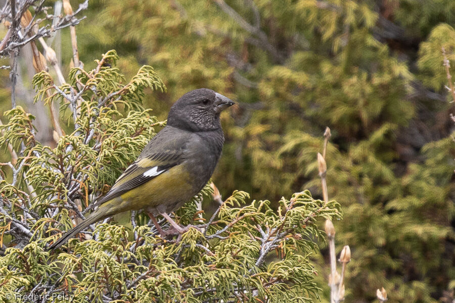 White-winged Grosbeak female adult