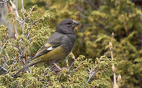 White-winged Grosbeak