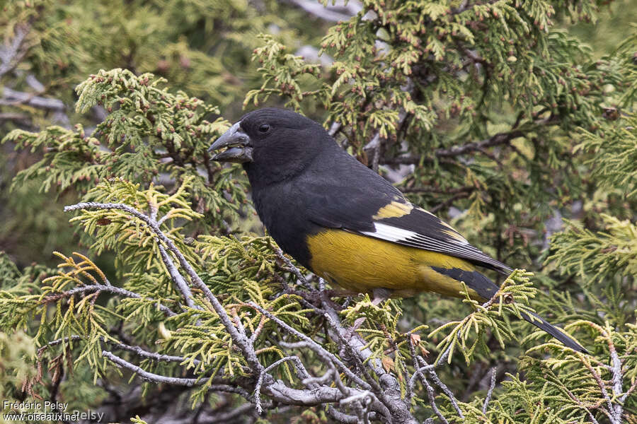 Gros-bec à ailes blanches mâle adulte, identification