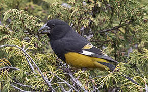 White-winged Grosbeak