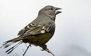 Gros-bec à ailes blanches