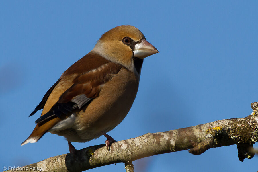 Hawfinch male