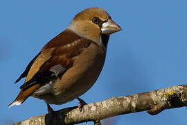 Hawfinch