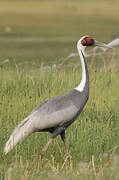 White-naped Crane