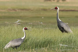 White-naped Crane