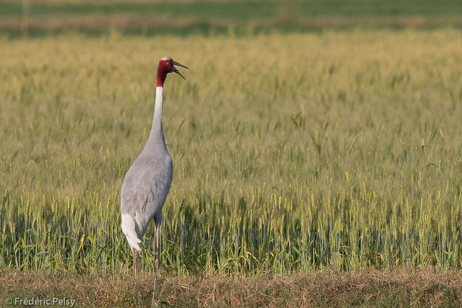 Sarus Crane