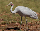 Grue brolga