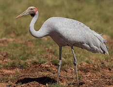 Brolga