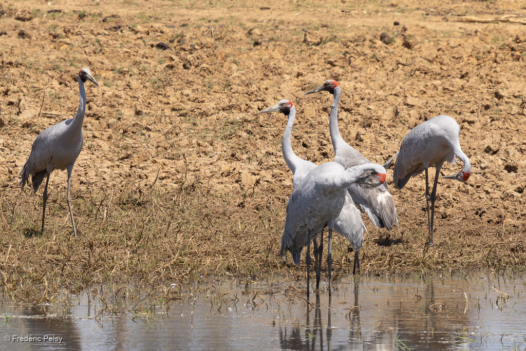 Grue brolga