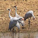 Grue brolga