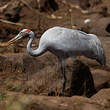 Grue brolga