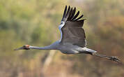 Grue brolga