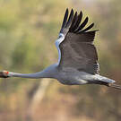 Grue brolga