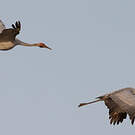 Grue brolga
