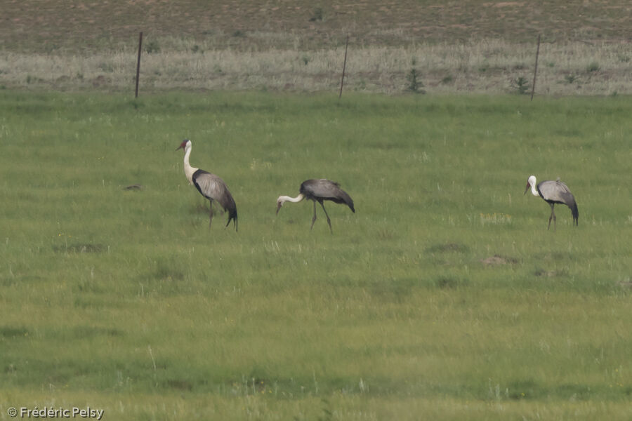 Wattled Crane