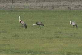 Wattled Crane