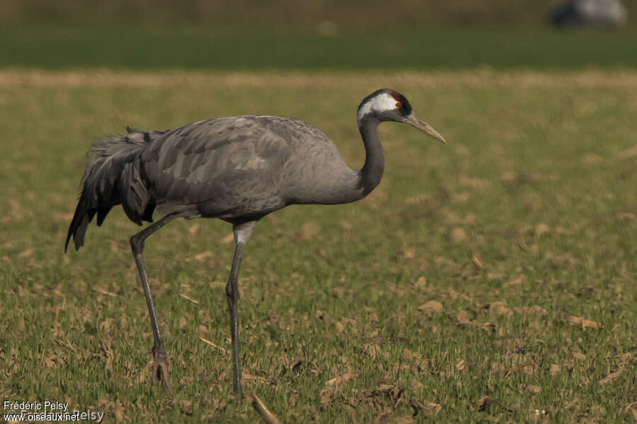 Common Craneadult post breeding, identification