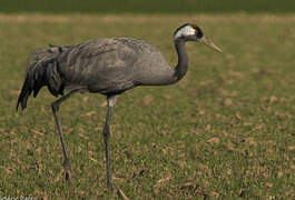 Common Crane