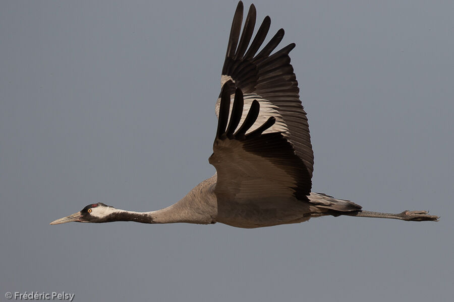 Common Crane, Flight