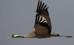 Common Crane