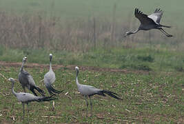 Blue Crane