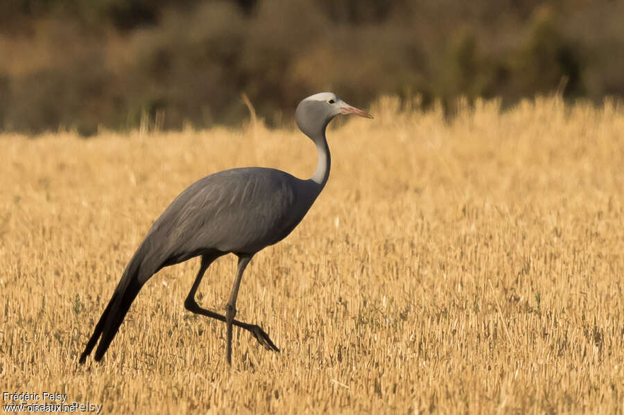 Blue Craneadult, identification