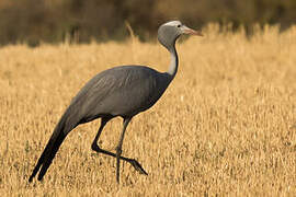 Blue Crane