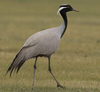 Demoiselle Crane