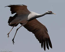 Demoiselle Crane