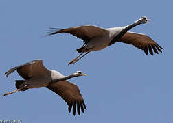 Demoiselle Crane