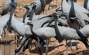 Demoiselle Crane