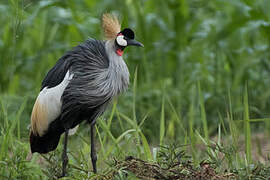 Grey Crowned Crane