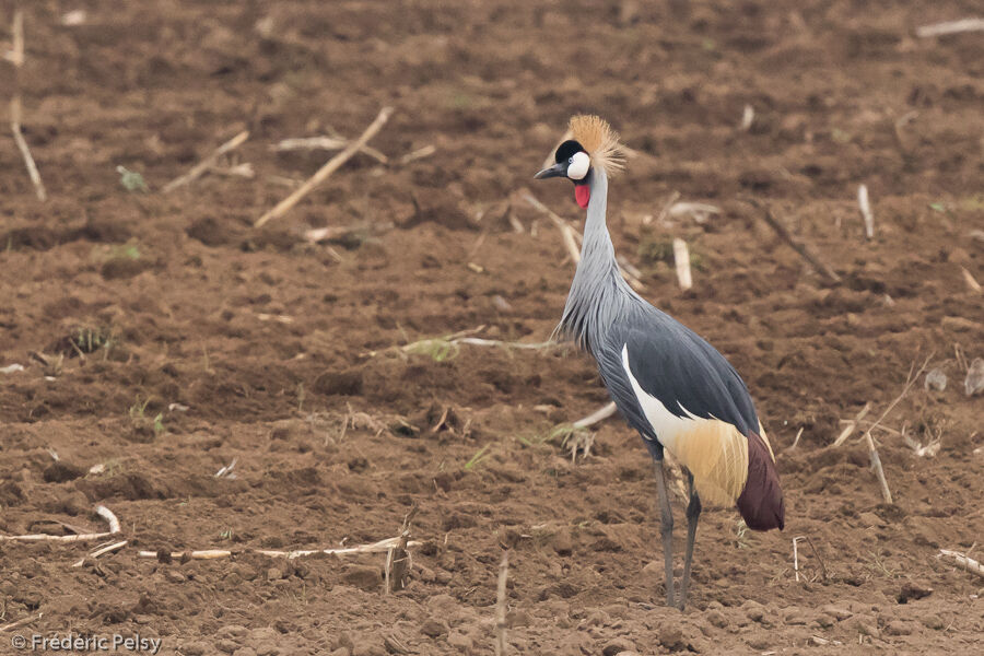 Grey Crowned Crane