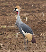 Grey Crowned Crane