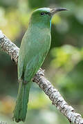 Blue-bearded Bee-eater