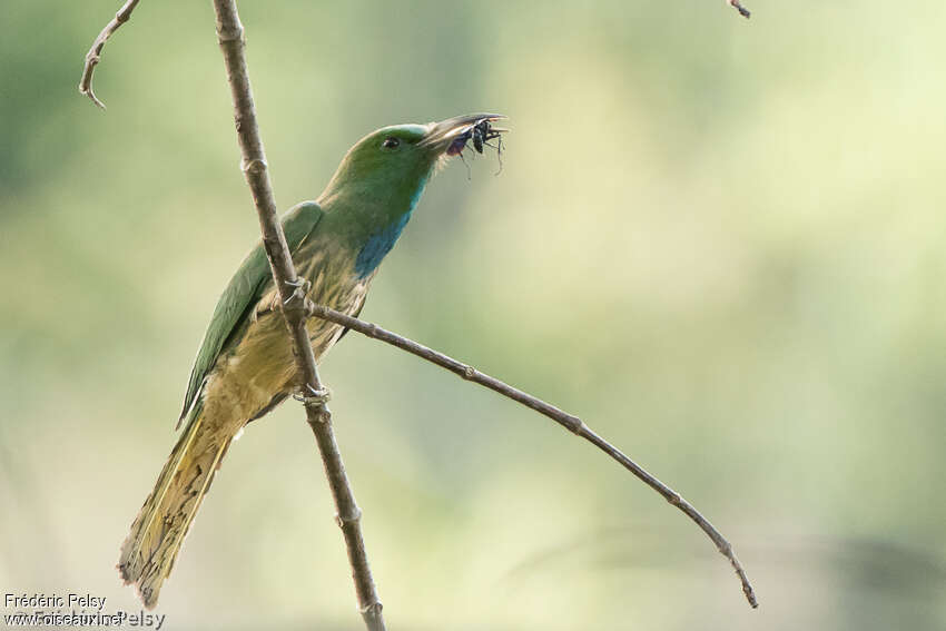 Guêpier à barbe bleueadulte, identification, mange