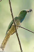 Blue-bearded Bee-eater