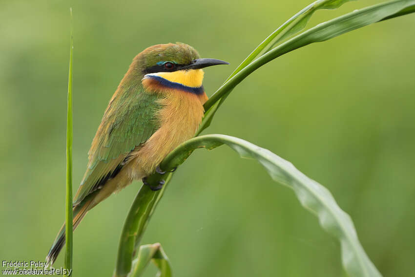 Guêpier à collier bleuimmature, identification