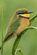 Blue-breasted Bee-eater