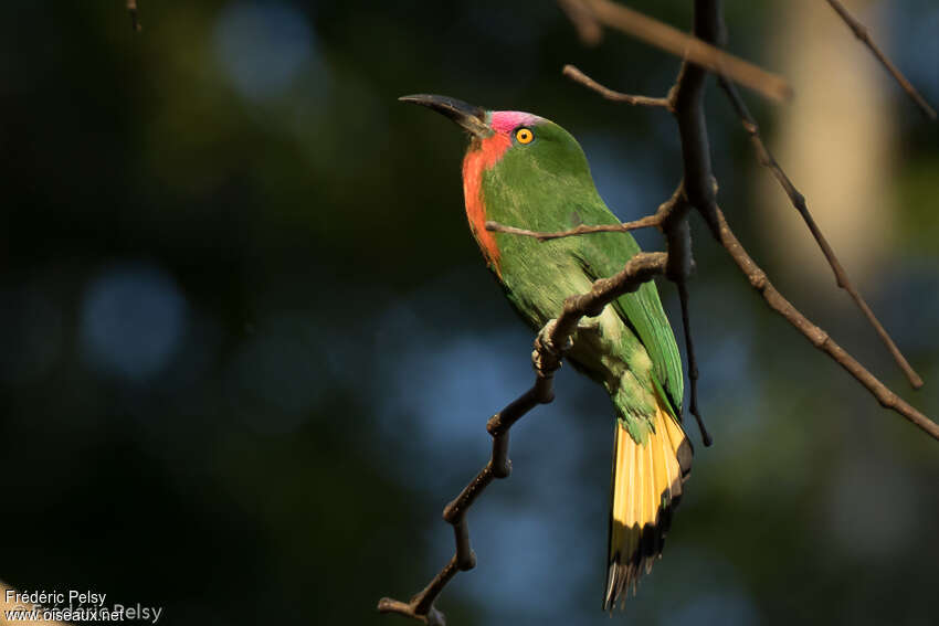 Red-bearded Bee-eater male adult, identification