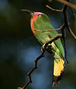 Red-bearded Bee-eater