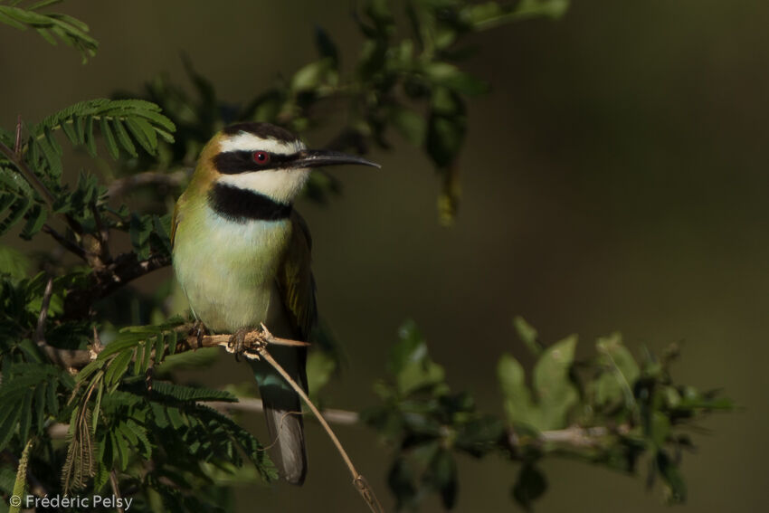 White-throated Bee-eateradult