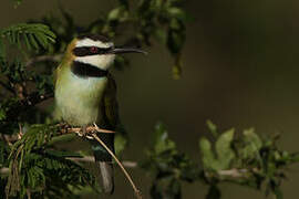 White-throated Bee-eater