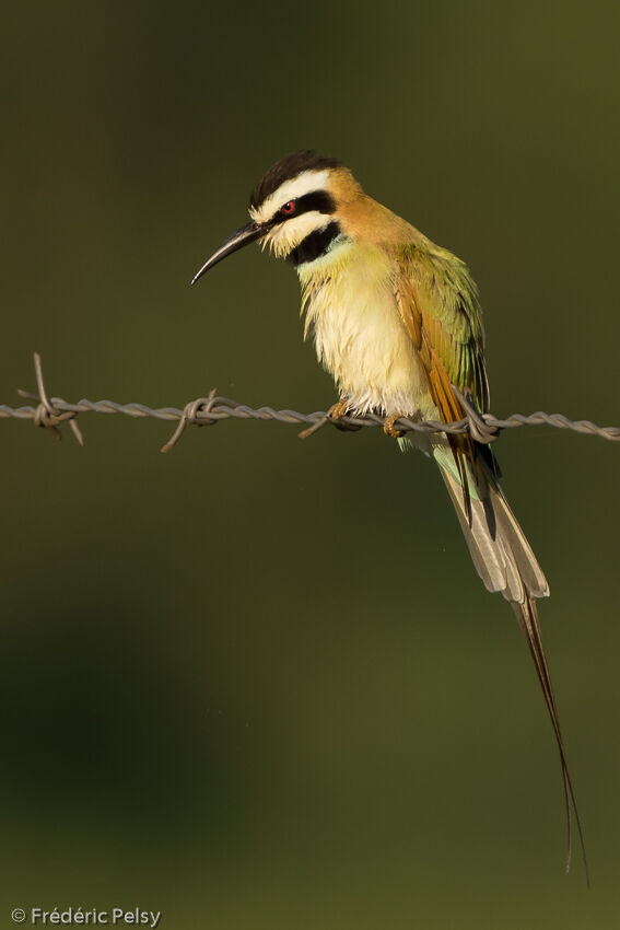 White-throated Bee-eateradult