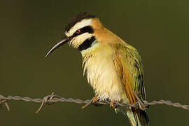 White-throated Bee-eater