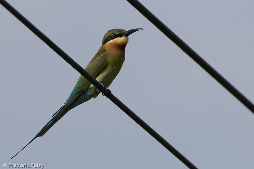 Guêpier à queue d'azuradulte, identification