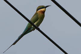 Blue-tailed Bee-eater