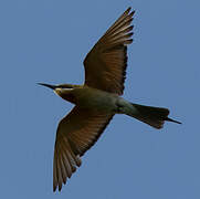 Blue-tailed Bee-eater